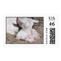 babygoat 045 postage