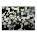 Baby's Breath cards by CYNTHIA61564 Baby's Breath cards