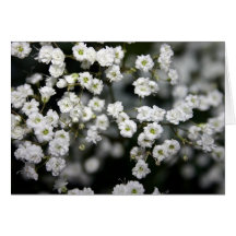 Baby's Breath Greeting Cards