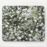 flowers, babiesbreath, white, tiny., plant