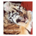 BabyTiger Sleeping t-shirts