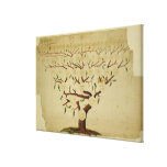 Bach Family Tree, c.1750-1770 Poster | Zazzle