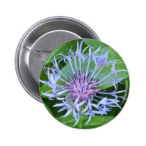 bachelor button buttons