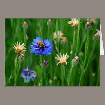 Bachelor Button Bee cards