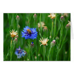 Bachelor Button Bee Greeting Cards