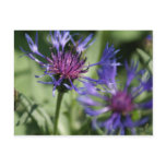 Bachelor Button Plant Postcard