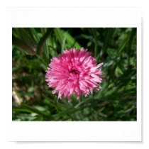 Bachelors Button Pink by Jocelyn Burke posters