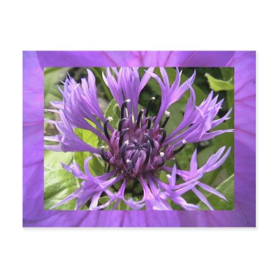 bachelor's button post cards by starandrea