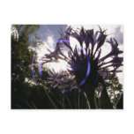 bachelor's button sun post cards