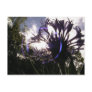 bachelor's button sun post cards