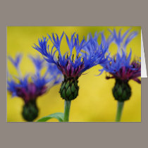 Bachelor's Buttons, Cornflower cards