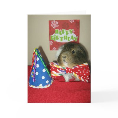 Baci's Birthday Party Greeting Card by ctguineapigs