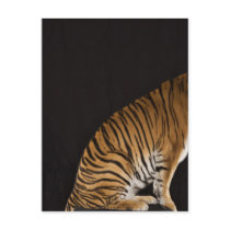 Back end of tiger sitting on platform postcards