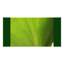 Back Lit Palm Leaf in Mexico Photo Cards