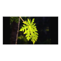Back Lit Papaya Leaf in Mexico Custom Photo Card