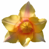 Back Lit Tulip ~ ornament photo sculptures