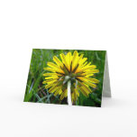 Back of Dandelion - Bob 80 Greeting Cards