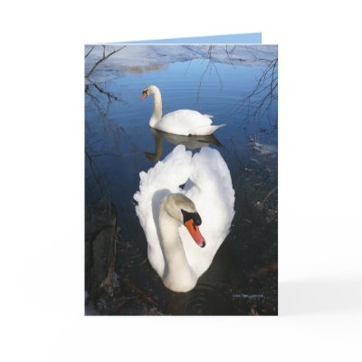 Back Pond Swans Greeting Card by MoiraAshleigh
