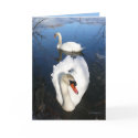 Back Pond Swans cards by MoiraAshleigh Back Pond Swans cards