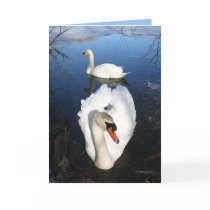 Back Pond Swans cards by MoiraAshleigh Back Pond Swans cards