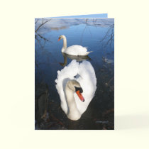 Back Pond Swans cards by MoiraAshleigh Back Pond Swans cards