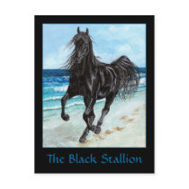 Back Stallion Arabian horse postcard