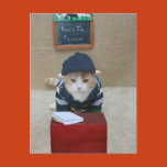 funny, humor, cat, cats, school, back to school,