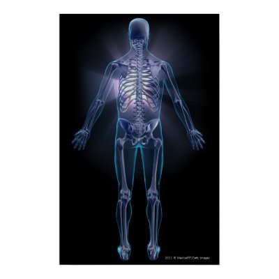 What Are The Internal Organs Of The Human Body? | LIVESTRONG.COM