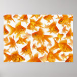 Background Showing a Large Group of Goldfish Posters