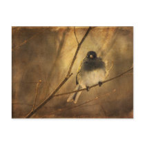 Backlit Birdie Being Buffeted - Postcard