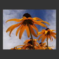 Backlit Black-Eyed Susan posters