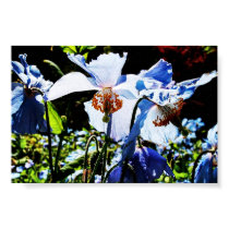 Backlit Canadian Blues posters by Katharsis Backlit Canadian Blues posters