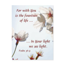 Backlit Cherry Blossoms 2 Postcard
