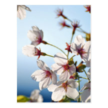 Backlit Cherry Blossoms Postcard