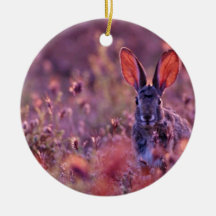Backlit Cottontail Pink flowers Ornaments
