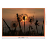 Backlit Dandelion Greeting Cards