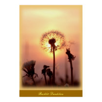 Backlit Dandelion - Chisasibi Quebec Canada posters by jimmysam Backlit Dandelion - Chisasibi Quebec Canada posters