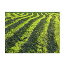 Backlit farmland post card