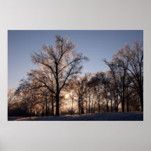Backlit icy trees posters
