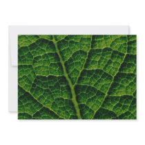 Backlit skunk cabbage leaf texture custom announcement