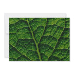 Backlit skunk cabbage leaf texture custom announcement