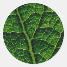 Backlit skunk cabbage leaf texture round sticker