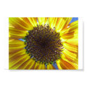 Backlit Sunflower posters by craftworker Backlit Sunflower posters