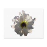 Backlit White Daisy Postcards