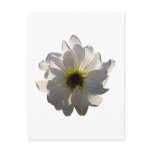 Backlit White Daisy Post Card