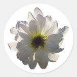 Backlit White Daisy Round Sticker