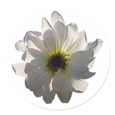 Backlit White Daisy Round Sticker by SusanSavad