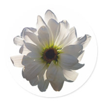 Backlit White Daisy stickers