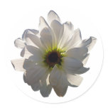 Backlit White Daisy stickers