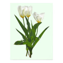 Backlit White Tulips posters